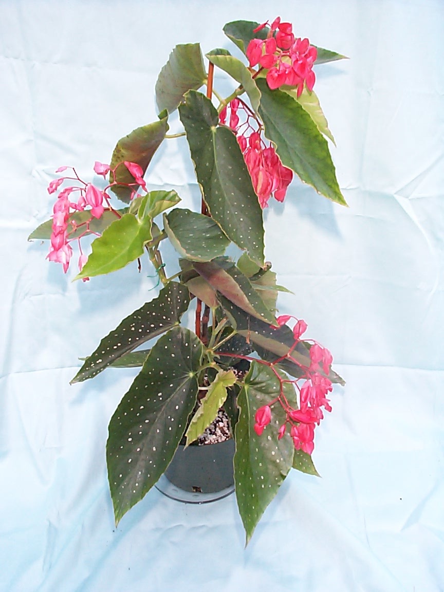 B. ‘Chameleon’